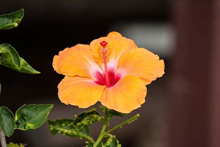 Kirpal Meditation And Ecological Center Pahoa Kültér fotó